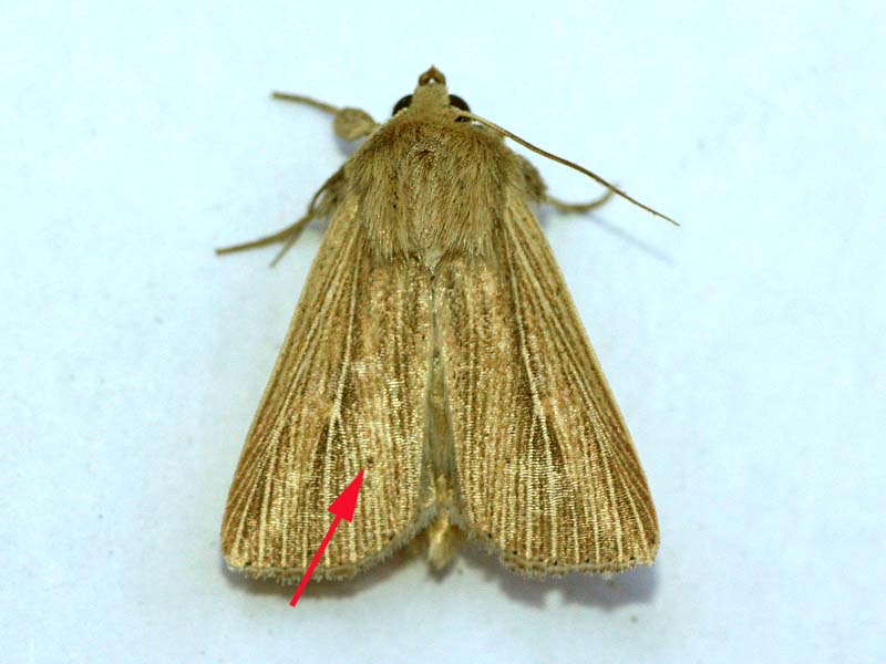 Mythimna sp. - Noctuidae